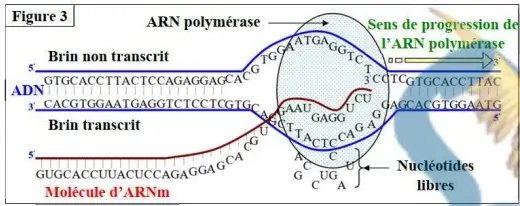 Expression de l’information génétique